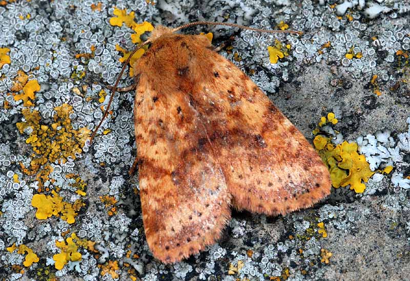 16 Quiz - Conistra rubiginea
